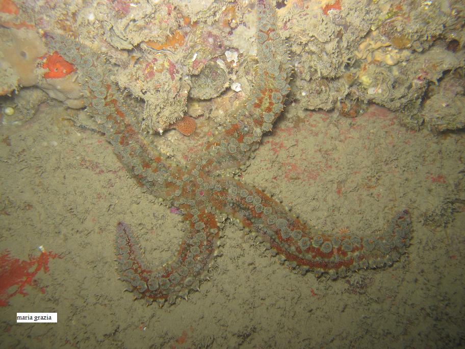 Marthasterias glacialis